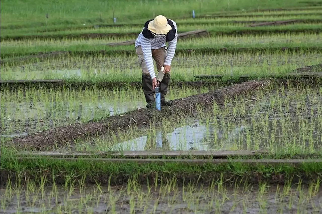 Philippines may extend reduced import tariffs on rice, other commodities