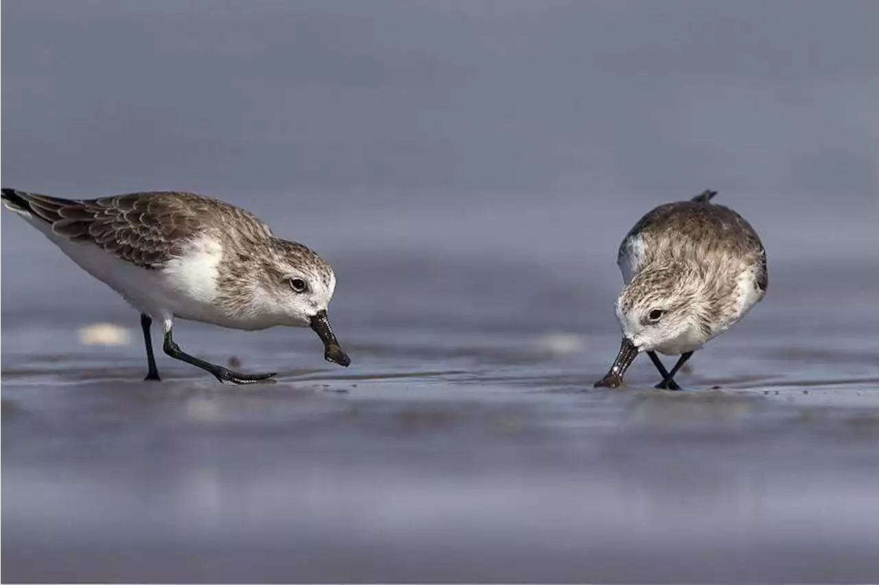 S’porean conservationist wins prestigious award for migratory bird conservation