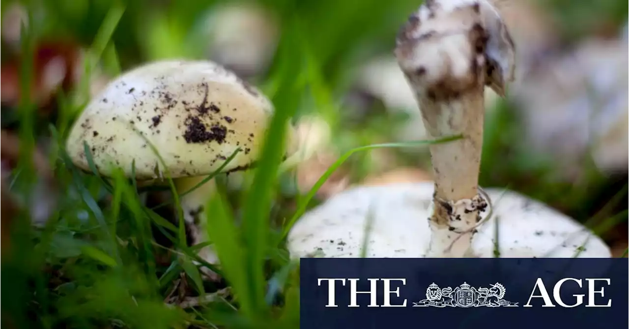 Third person dies from meal made with poisonous wild mushrooms