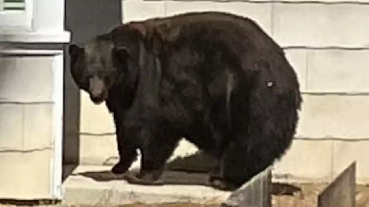 Infamous Bear ‘Hank the Tank’ Captured After Nearly Two Dozen Home Invasions