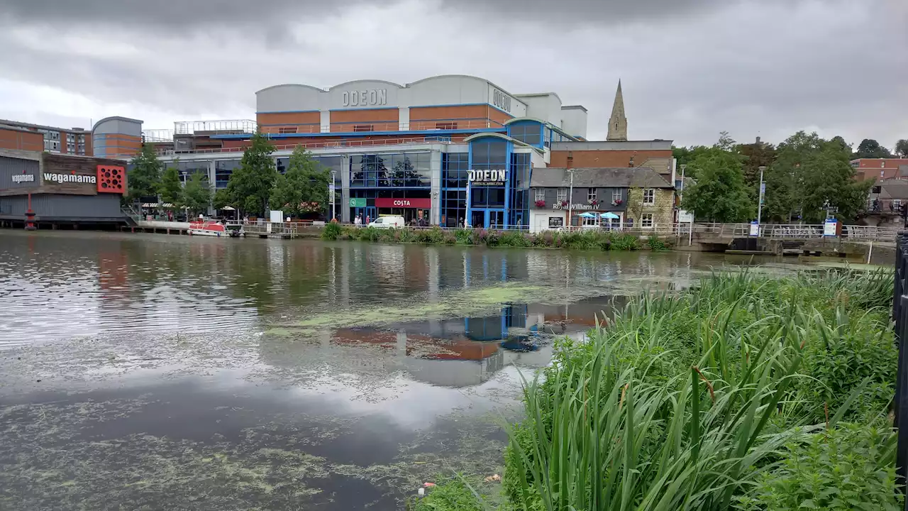 Why Boston is clogged with duckweed - but Lincoln’s Brayford is still clear