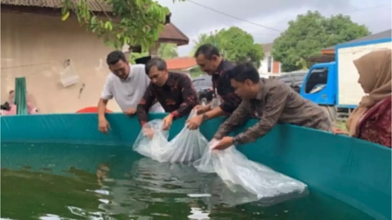 Ketua DPRD Jambi Serahkan Puluhan Ribu Bibit Ikan Lele ke Pokdakan Berlian 79