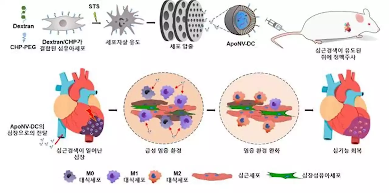 심근경색 치료하는 나노 소포체, 흔한 세포로 대량생산 길 열어 | 연합뉴스