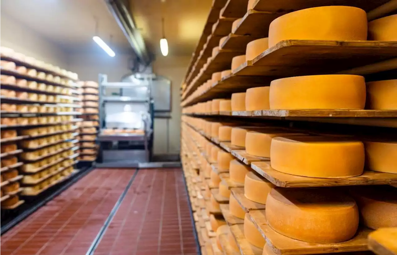 Schweiz könnte erstmals mehr Käse importieren als exportieren