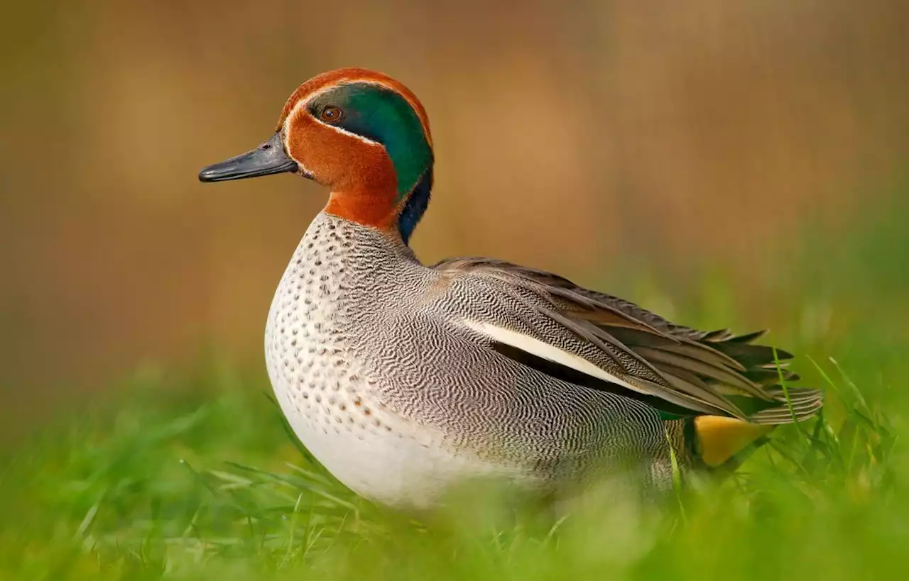 Trois espèces de canards menacées de disparition en France