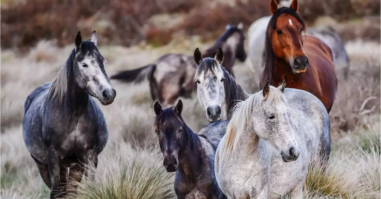 NSW government proposes aerial shooting to control brumby numbers