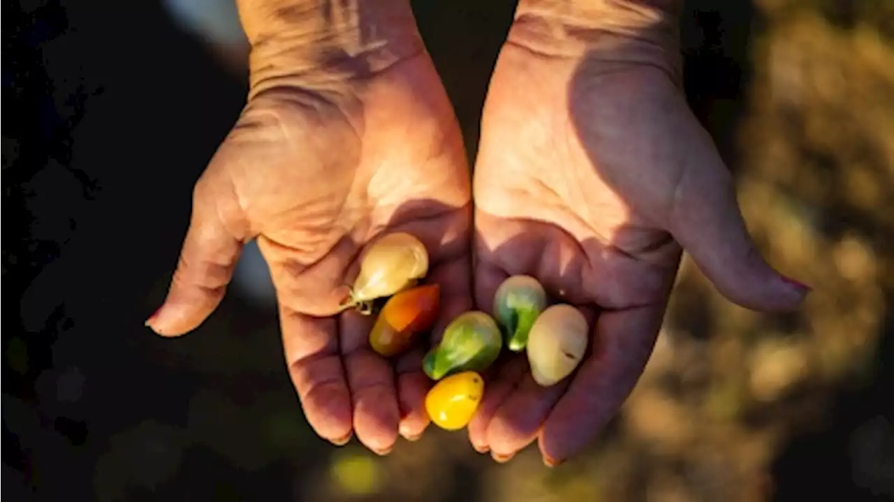 Agricultura regenerativa: una opción sostenible que aumenta productividad y reduce costos