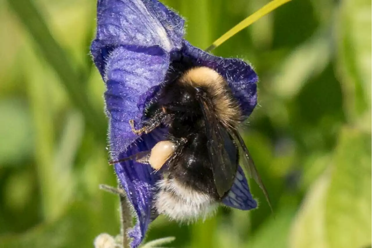 Haines may host potentially endangered bee species