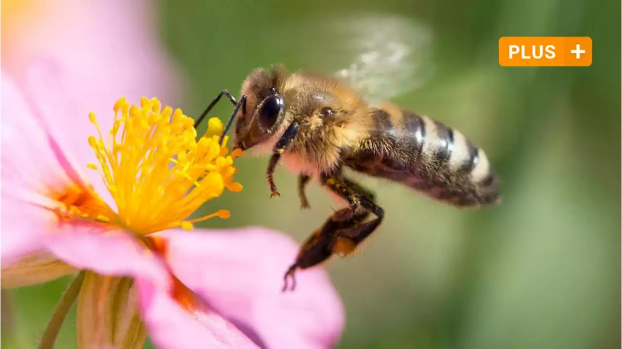 So wirkt sich der Klimawandel auf die Insekten aus