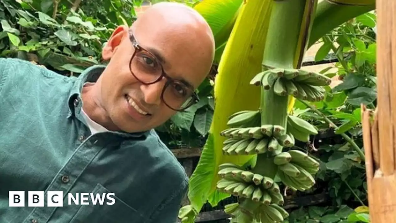 Hackney gardener's banana plant finally fruits 10 years later