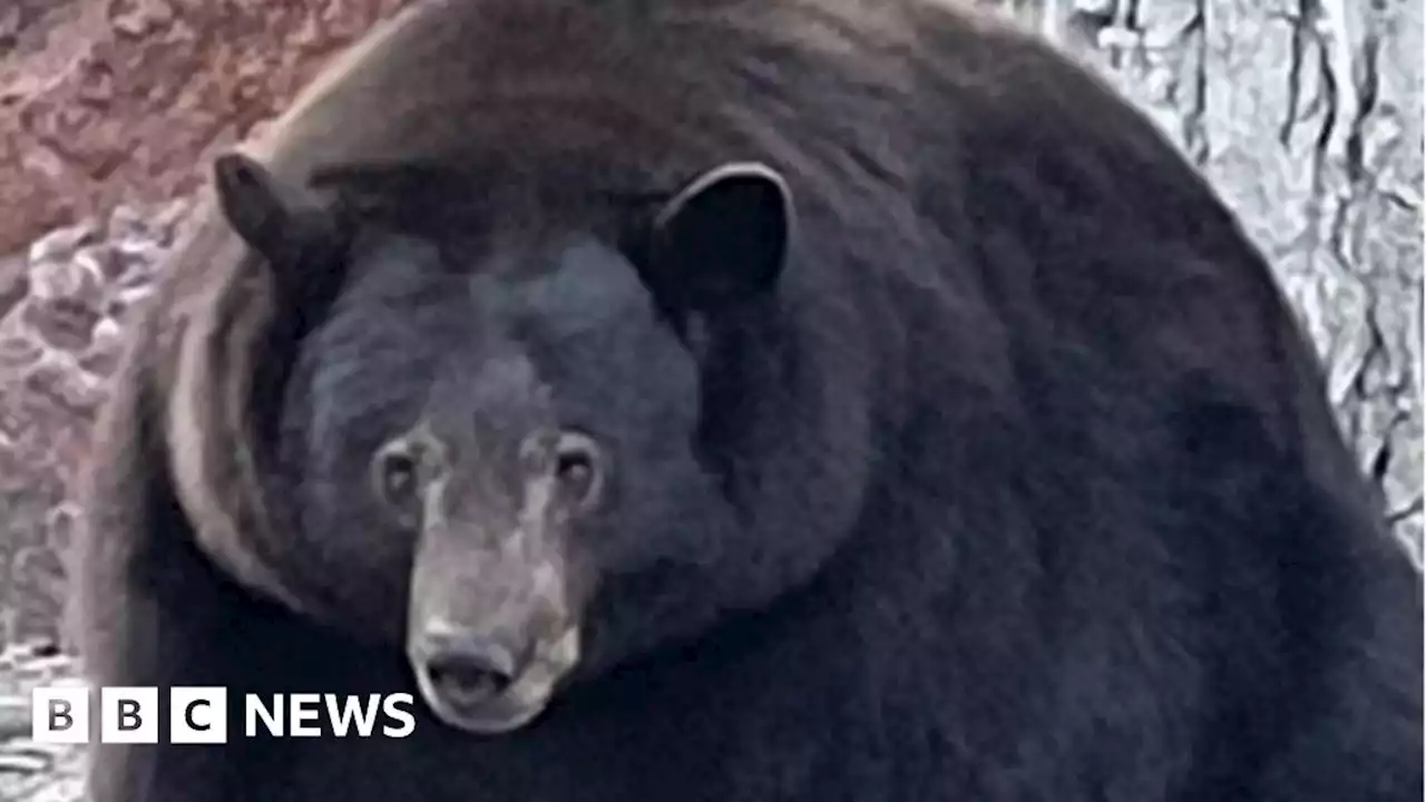 Hank the Tank: Fugitive burglar bear captured in California