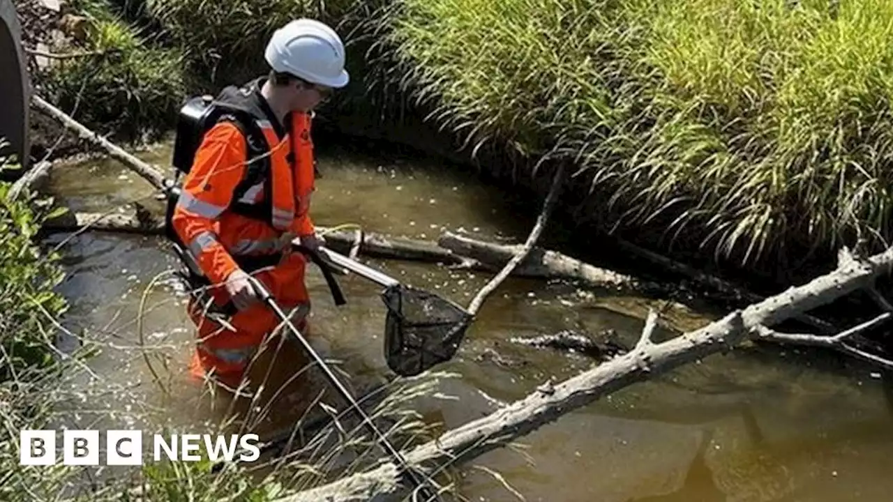 M25 junction upgrade: Brook and fish relocated in Essex