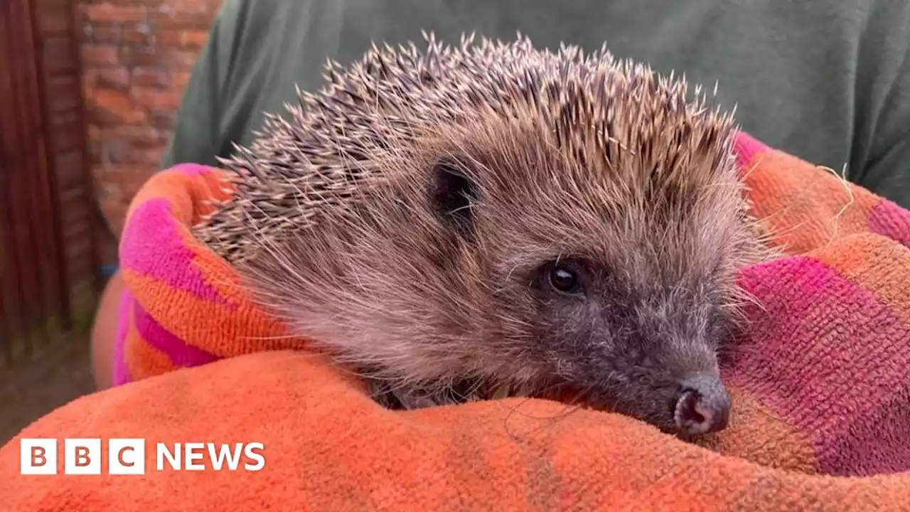 Sanctuary for injured hedgehogs at Devon castle