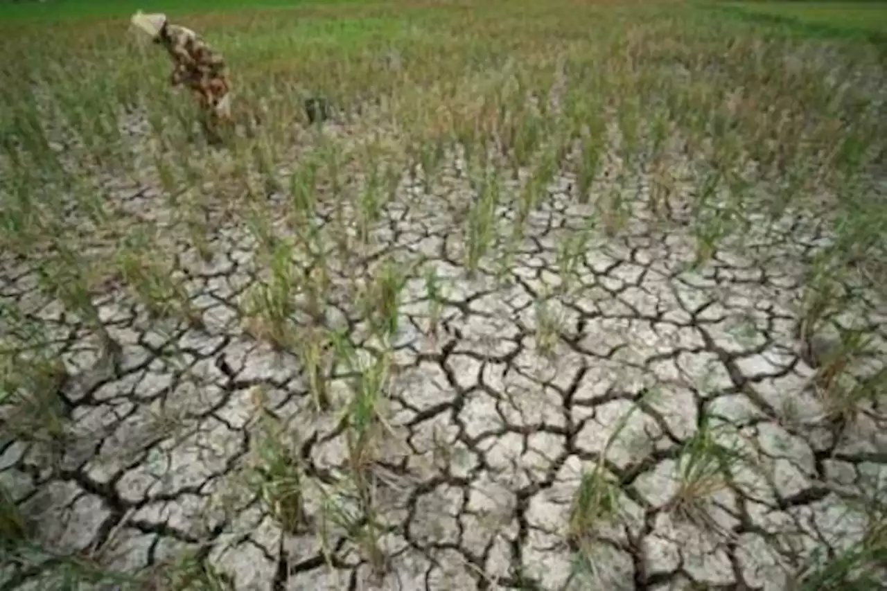 Anggaran Penanganan Bencana PUPR Rp450 Miliar, Termasuk Dampak El Nino