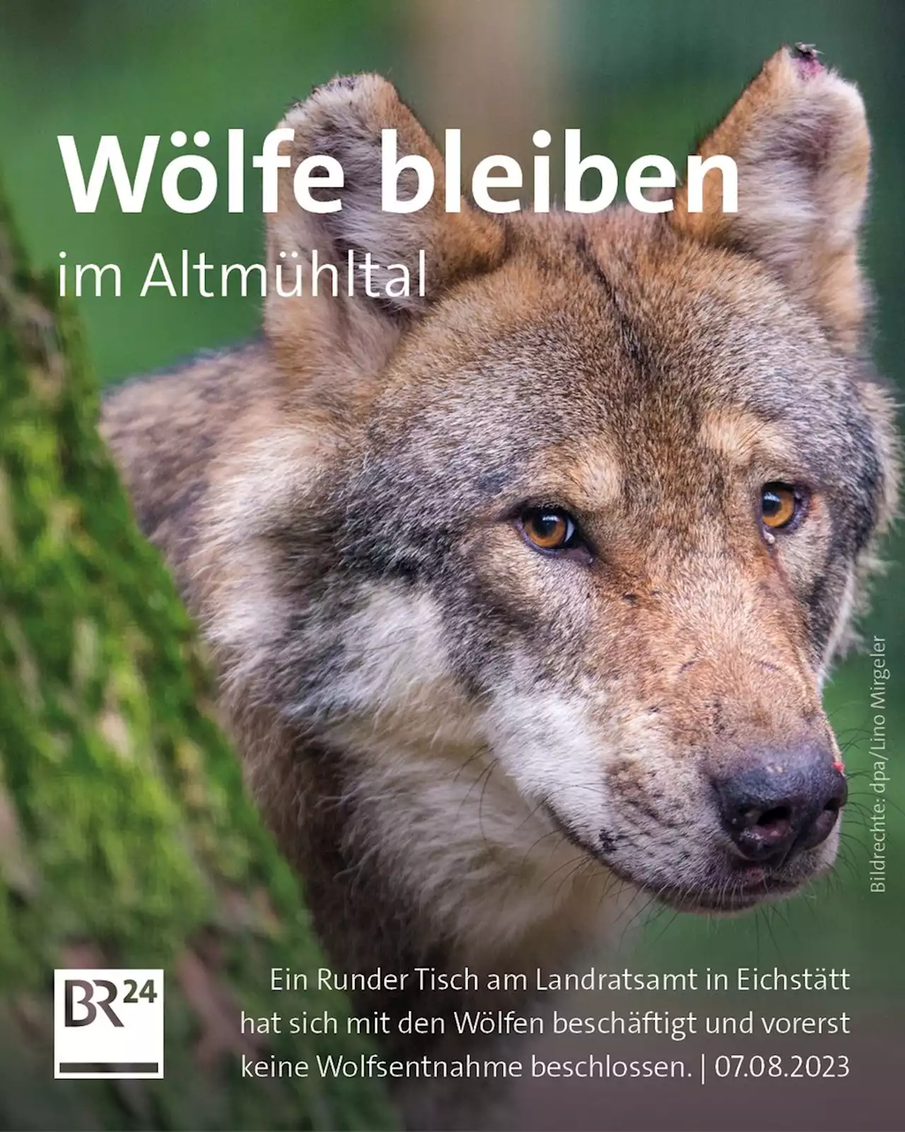 Runder Tisch: Keine schnelle Wolfsentnahme im Altmühltal