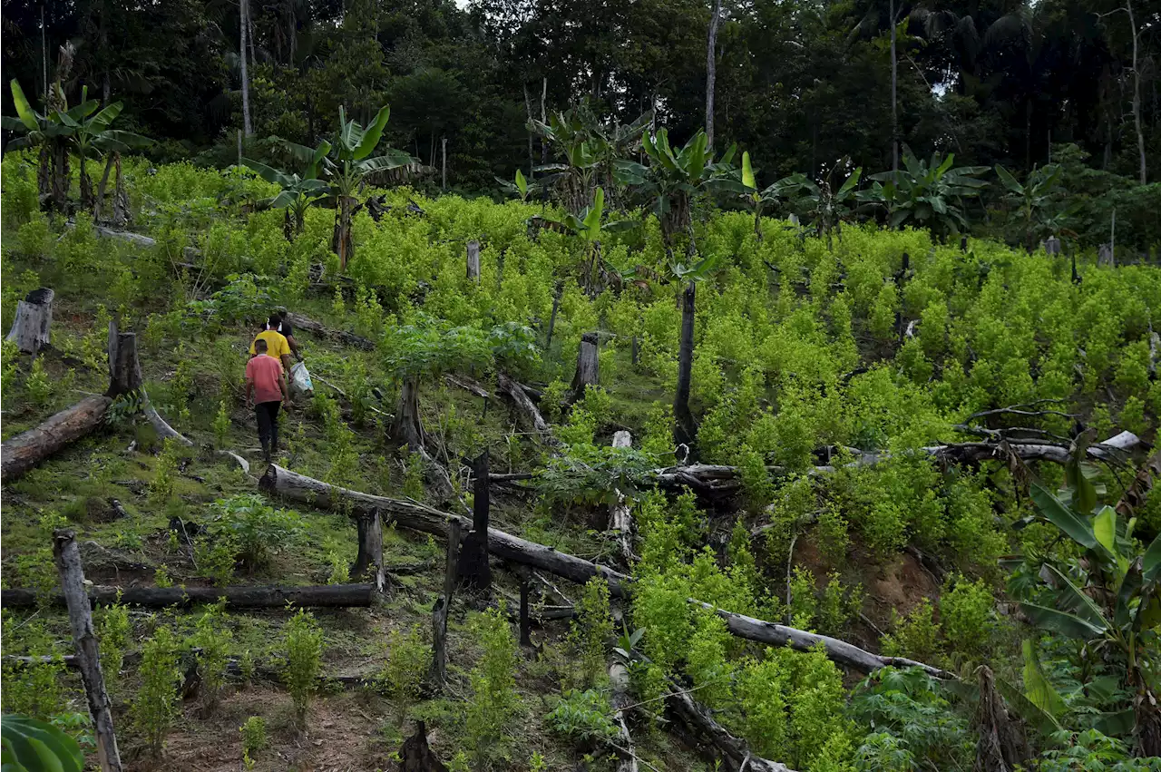 Se han destinado 325.777 hectáreas de tierra para la reforma agraria: MinAgricultura