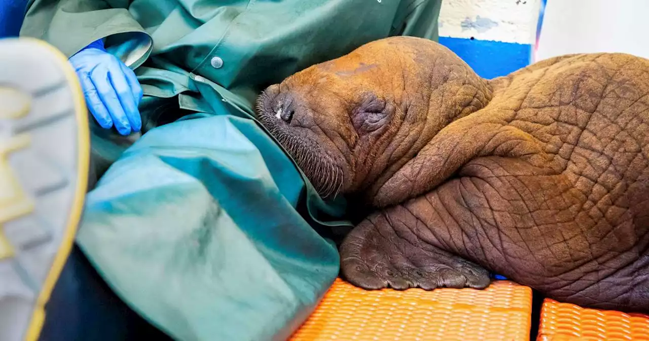 A lost 140-pound baby walrus is getting 'round-the-clock' cuddles in rare rescue attempt