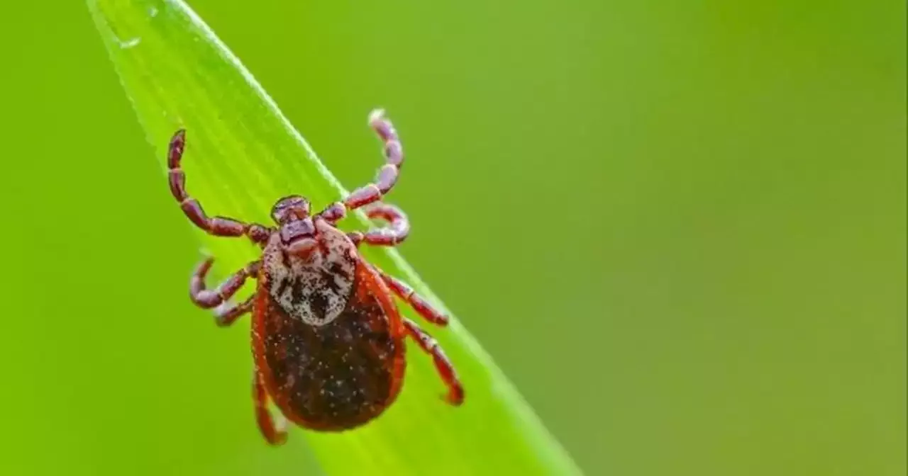 Understanding Lyme Disease: Symptoms, Testing, and Treatment | United ...