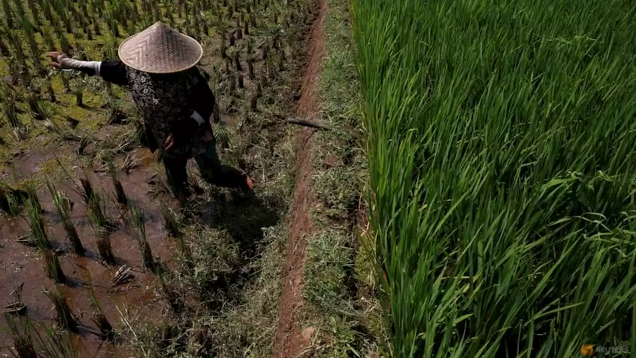 Indonesia persiapkan 500.000 hektare lahan untuk amankan pasokan beras di tengah ancaman El Nino