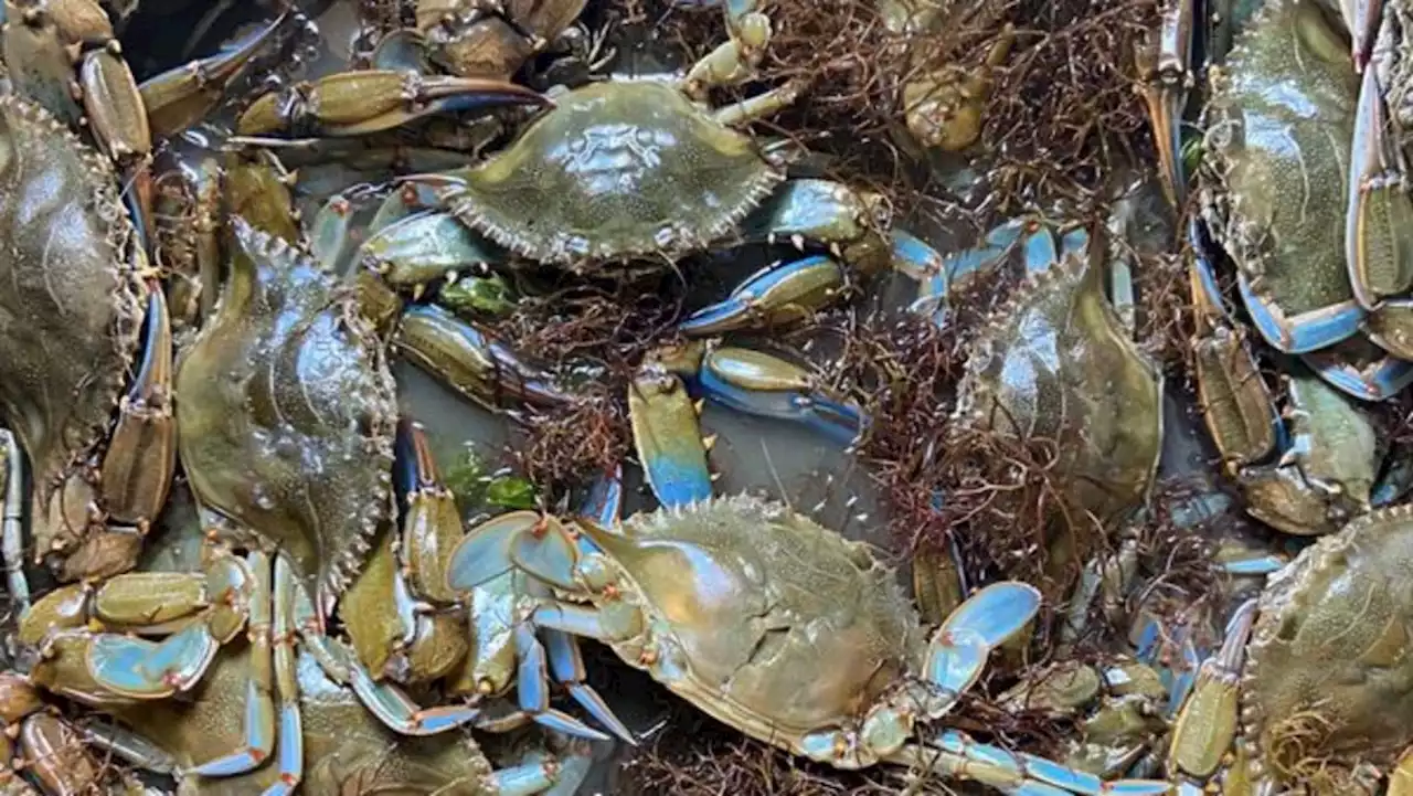 Italy earmarks €2.9 million to tackle blue crab invasion