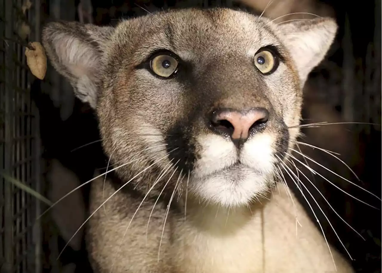 'Be aware': Cougar sighting in Saanich prompts warning from police