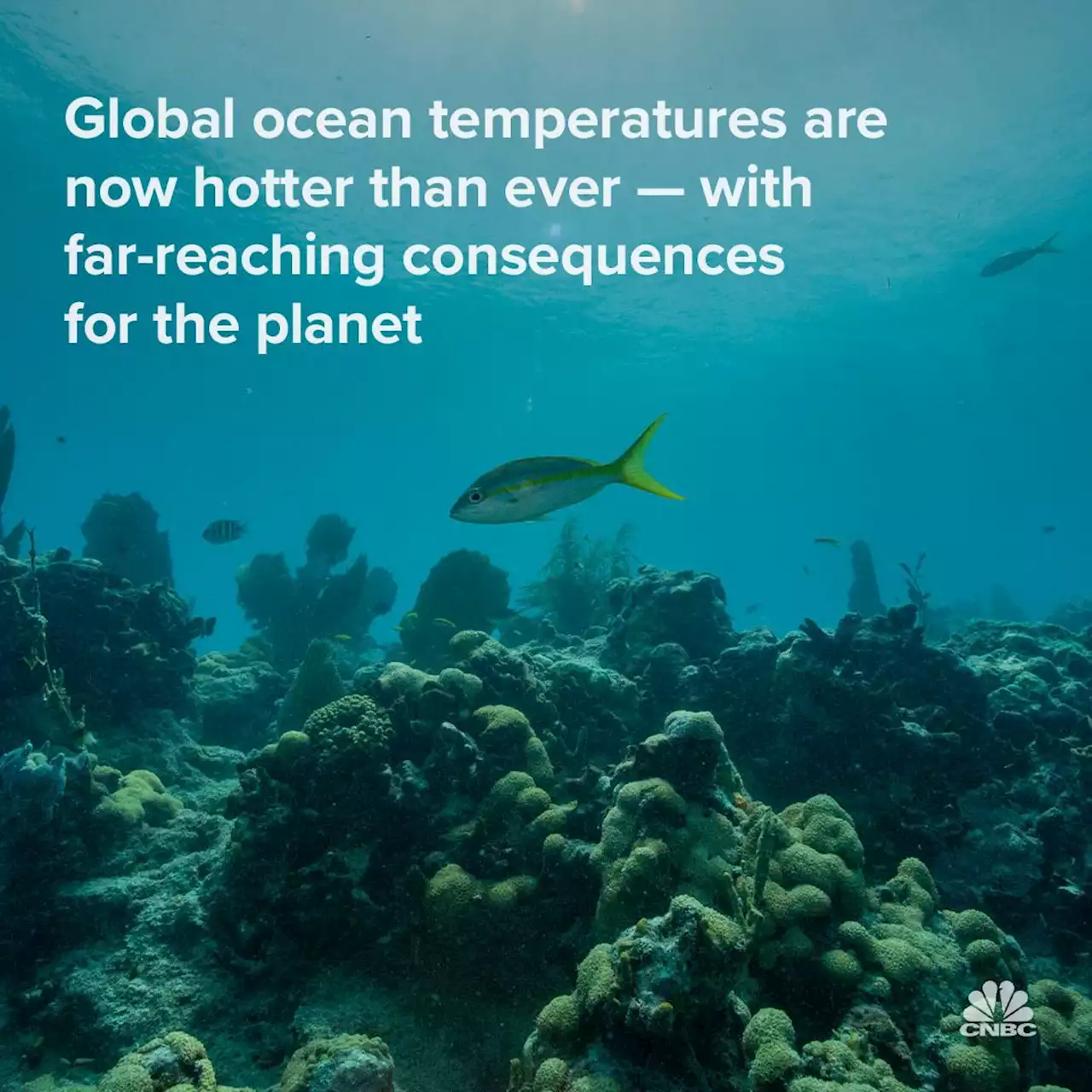 Global Ocean Temperatures Reach Record Highs