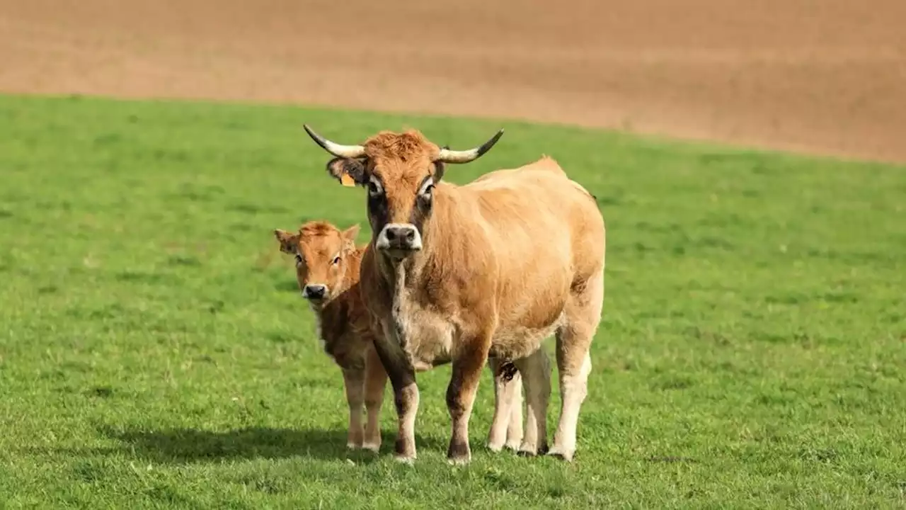 Hautes-Pyrénées : une randonneuse blessée après l'attaque d'une vache