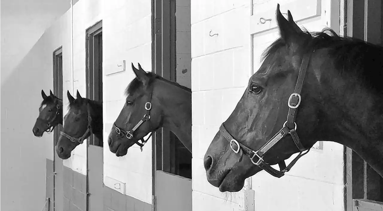 Arlington Park still has horses -- until this week