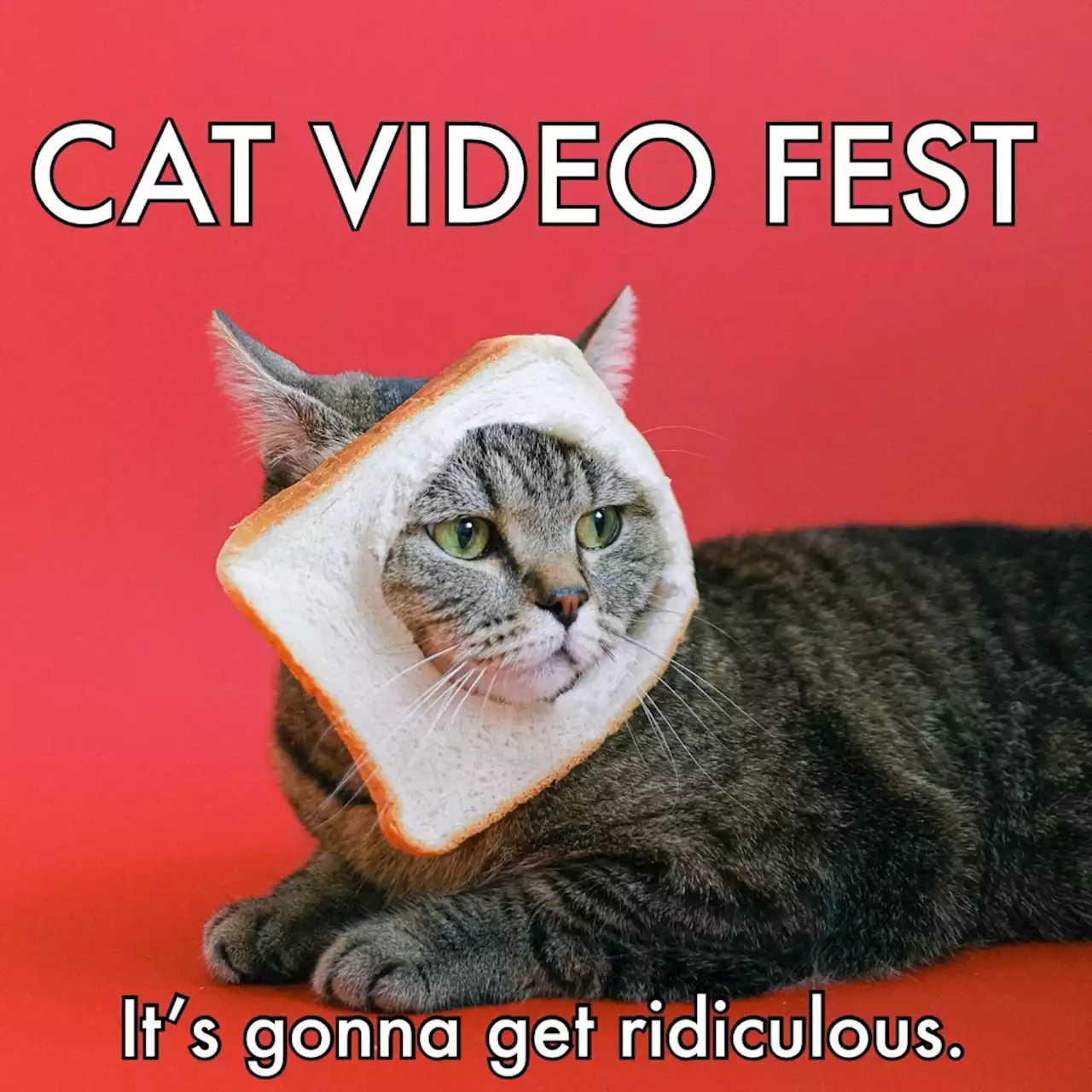 ‘CatVideoFest’ Lands On Its Feet (Why The Dog Version Flopped); ‘Talk To Me’ Tops $22M As ‘Shortcomings’, ‘Passages’ Debut – Specialty Box Office