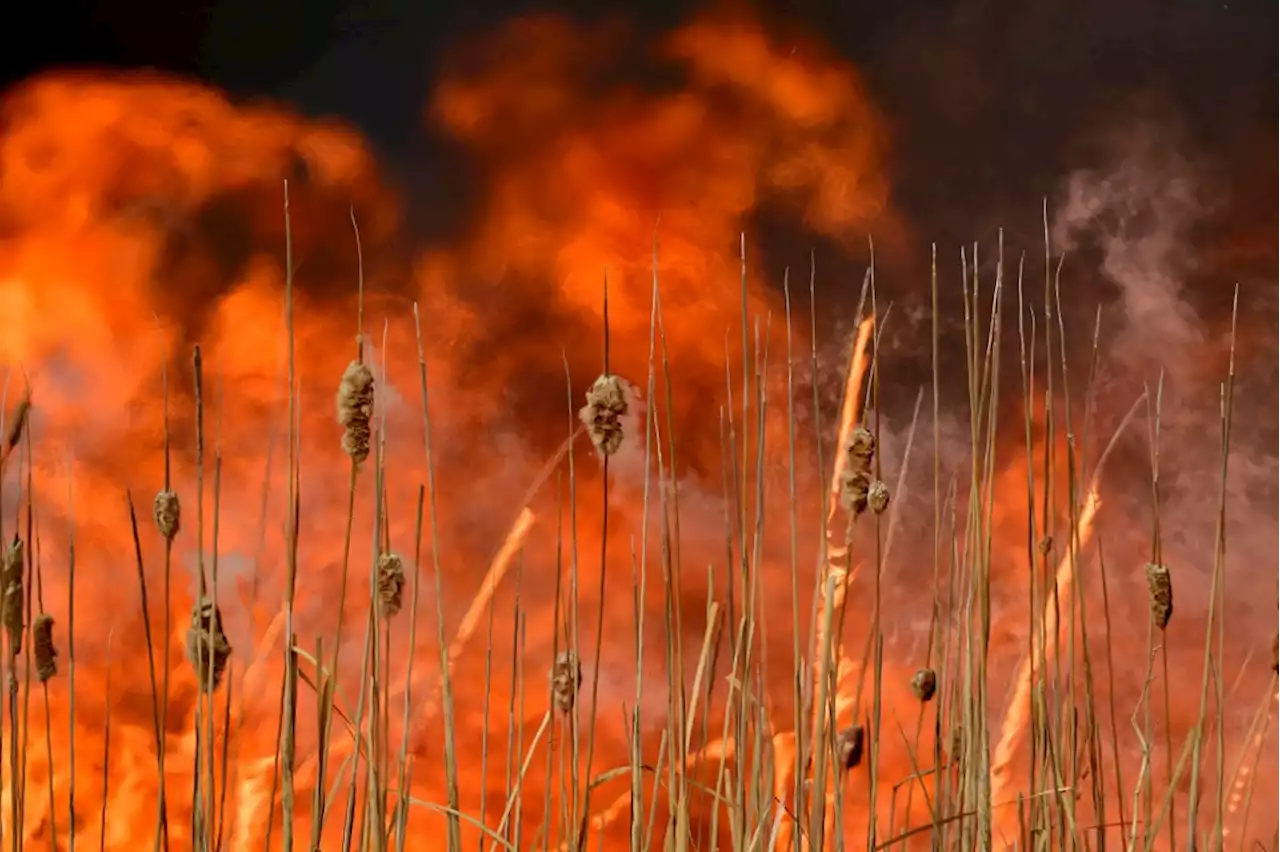 Dry Lake Fire Burns 1,372 Acres in Colorado National Forest