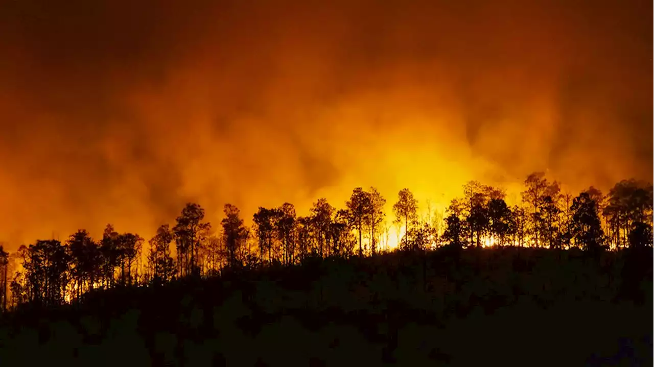 Mais de 120 concelhos em perigo máximo de incêndio