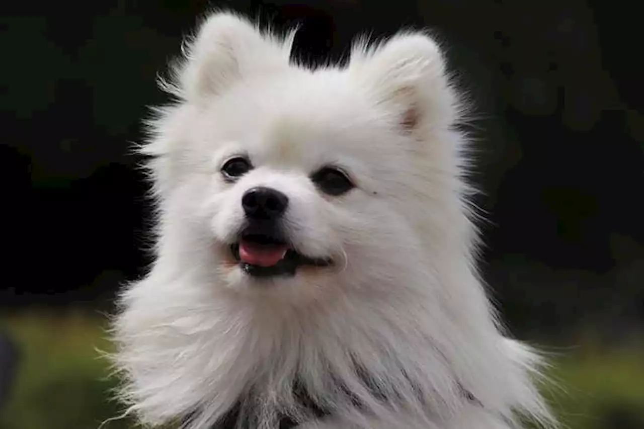 10 curiosidades sobre el perro pomerania