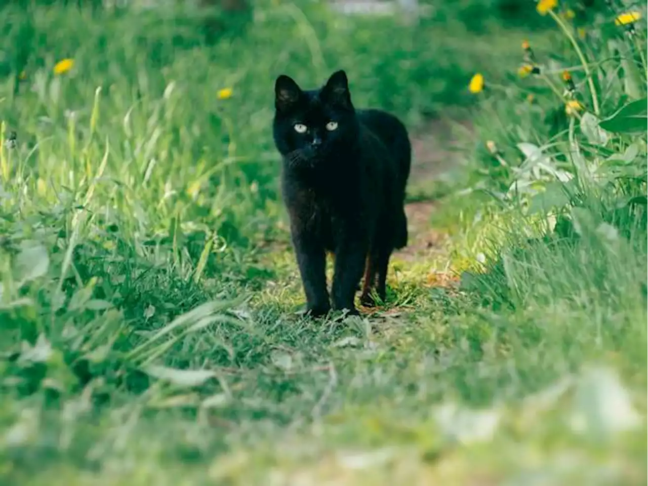 ¿Cuáles son los inconvenientes de tener un gato negro?