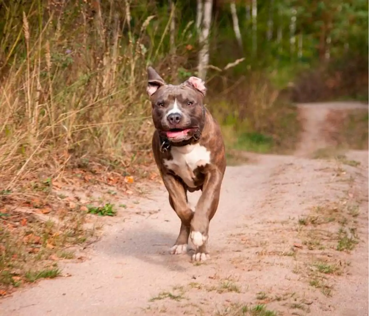 Triste: un perro Pitbull destrozó la cara de una niña de 2 años