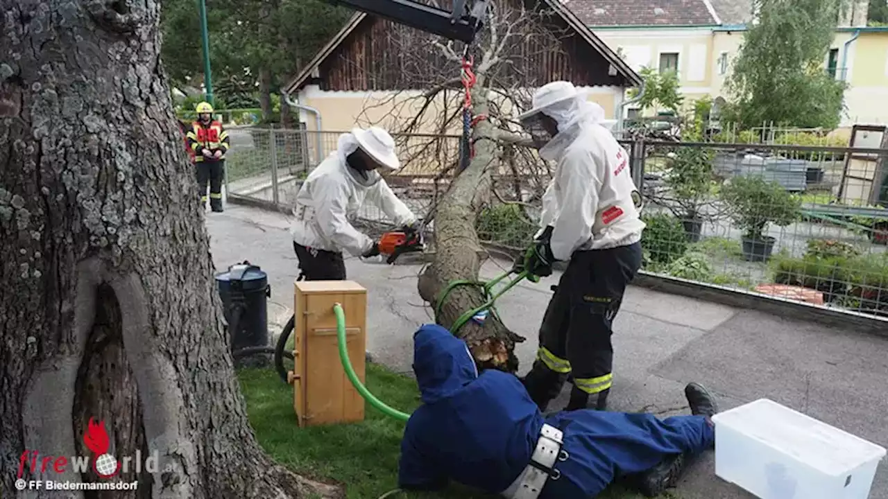 Nö: Hornissenvolk aus morschem Kastanienbaum in Biedermannsdorf umgesiedelt