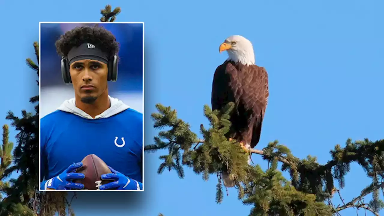 Taxpayers on hook as NFL player's dad gets federal public defender in eagle poaching case