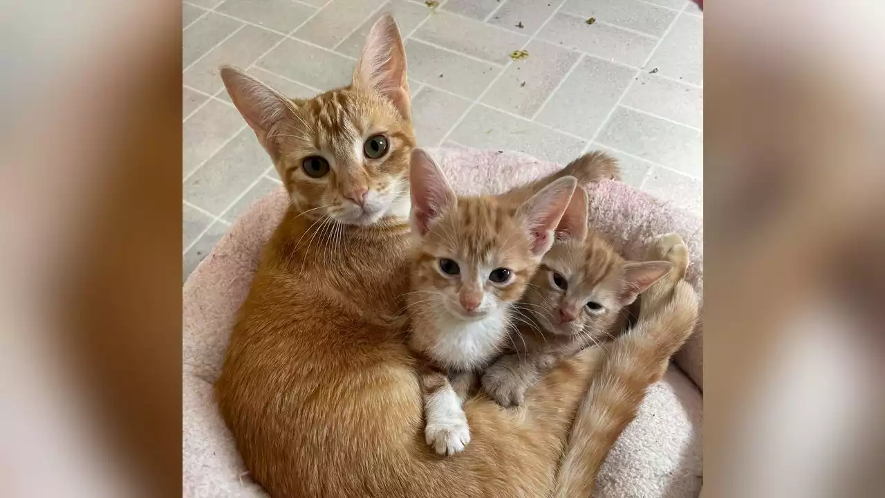 Orange tabby, an 'incredible single dad,' and his two kittens seek home together in Texas