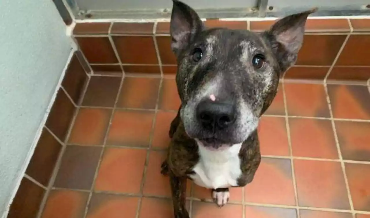 SSPCA rescue 'extremely' underweight dog as owner given two-year ban