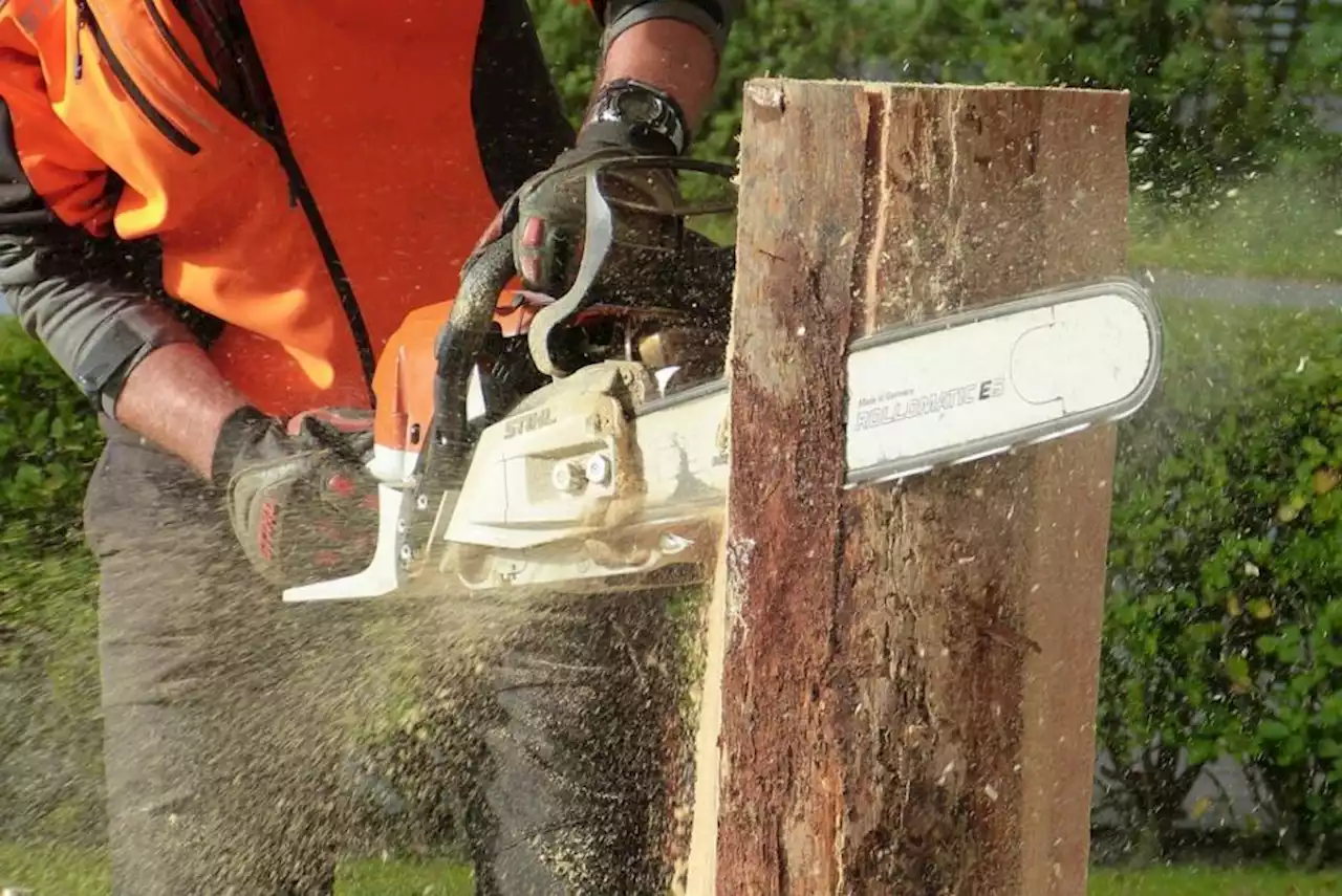 Three diseased trees at primary school to be cut down for safety reasons