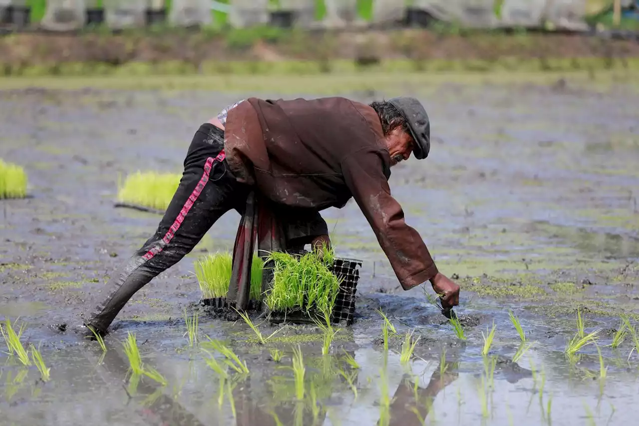 Thailand says no rice export halt, to benefit from India’s export ban