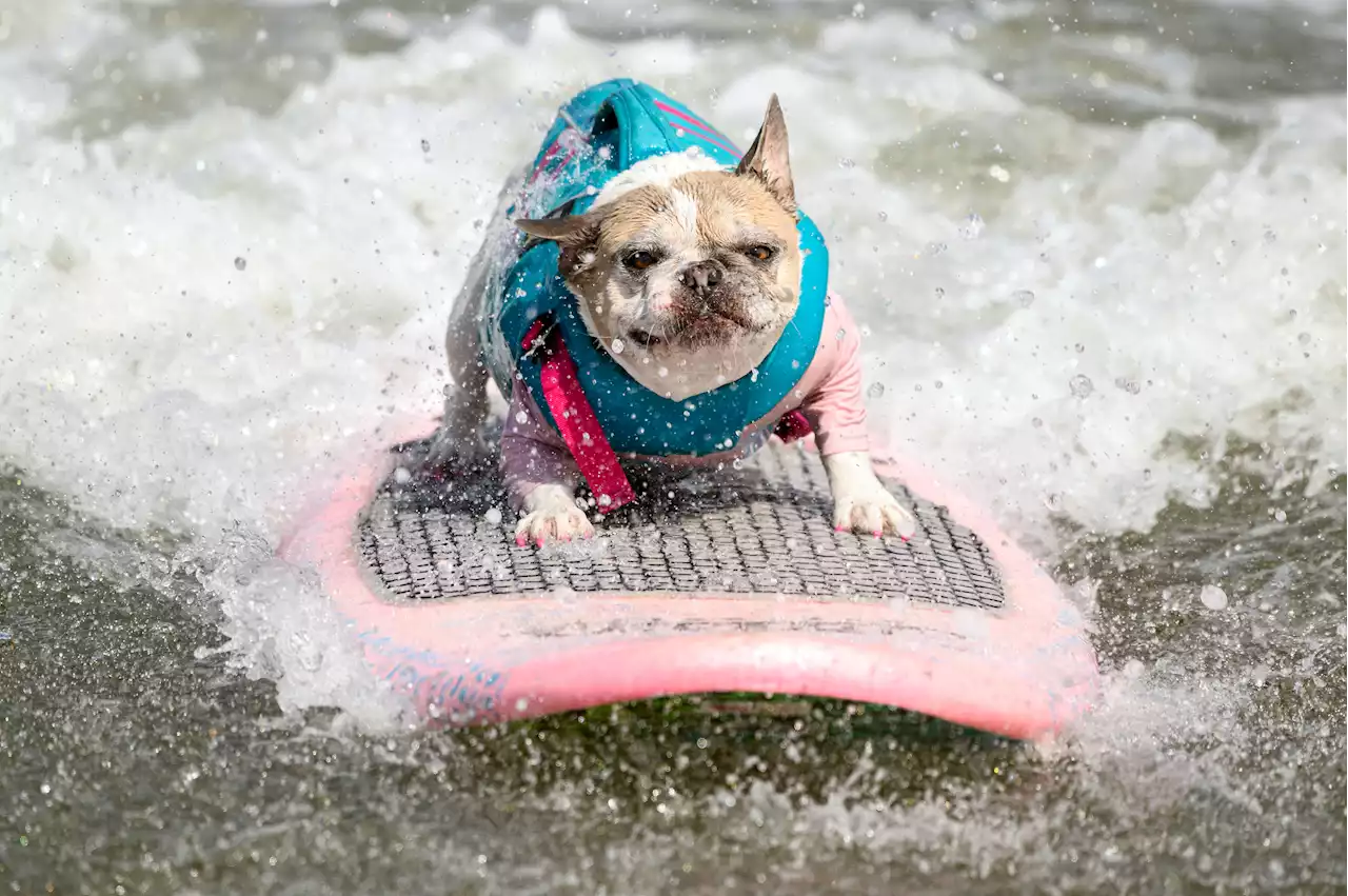 Canines Catch Waves At 2023 World Dog Surfing Championship