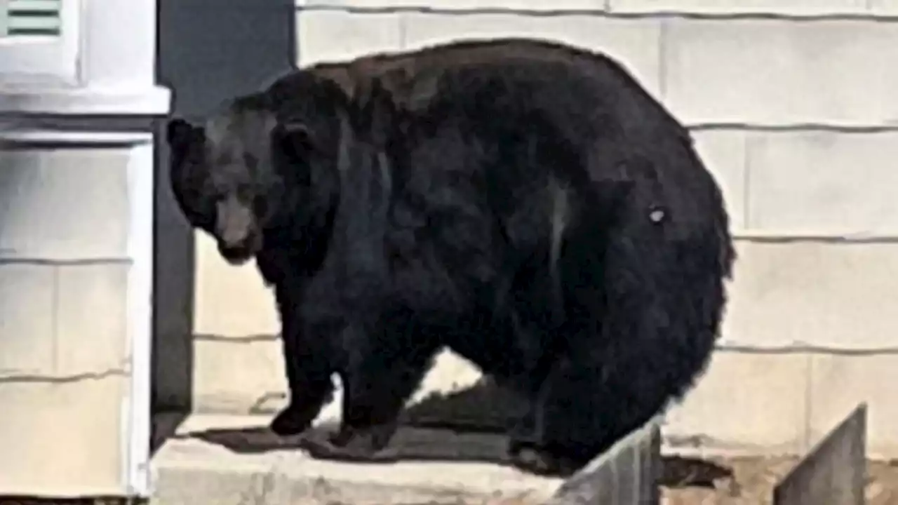 A Mother Bear Named 'Hank the Tank' Broke Into 21 Homes Before Getting Caught