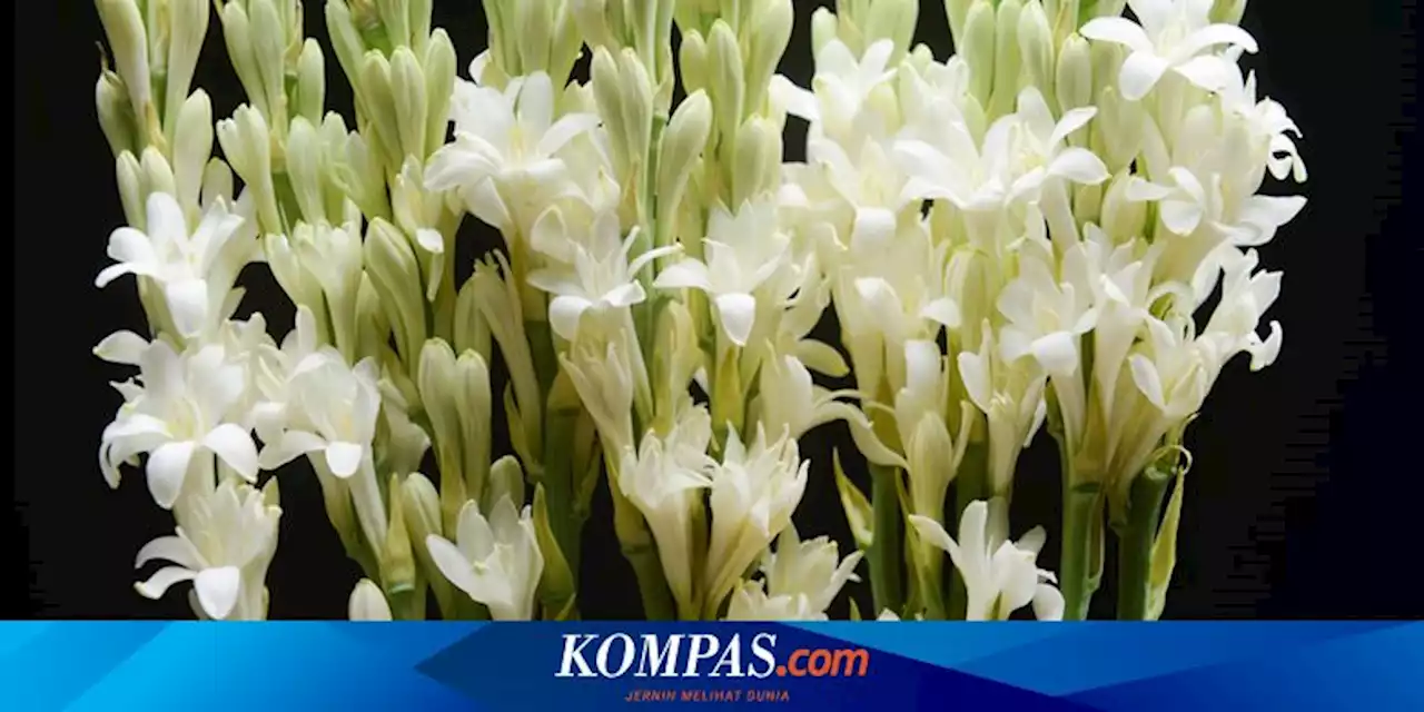 Flora dan Fauna Identitas Jawa Timur