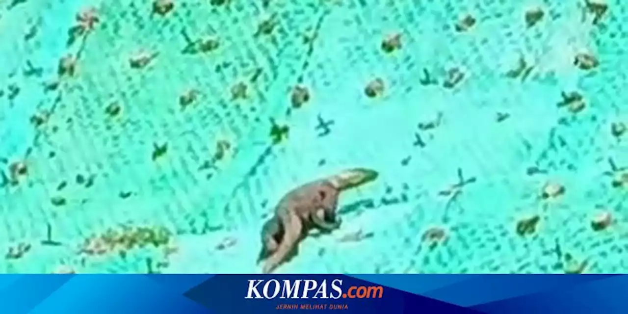 Viral Video Komodo Melintas di Jalan Golo Mori Labuan Bajo, Kades: Memang Ada