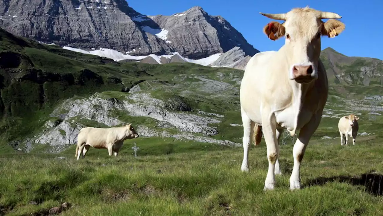 Une randonneuse blessée et évacuée après avoir été chargée par une vache dans les Pyrénées