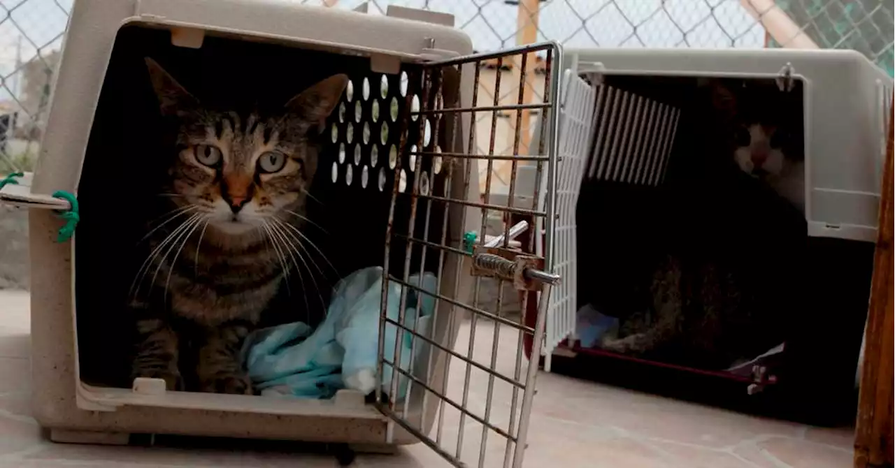 Arles. Les refuges sont saturés d'animaux abandonnés