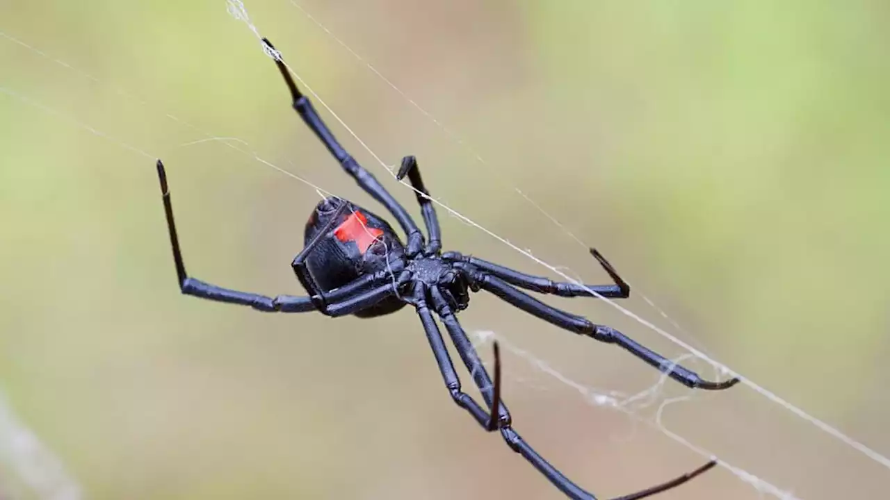 Niño se deja morder por viuda negra para 'convertirse en Spider-Man'