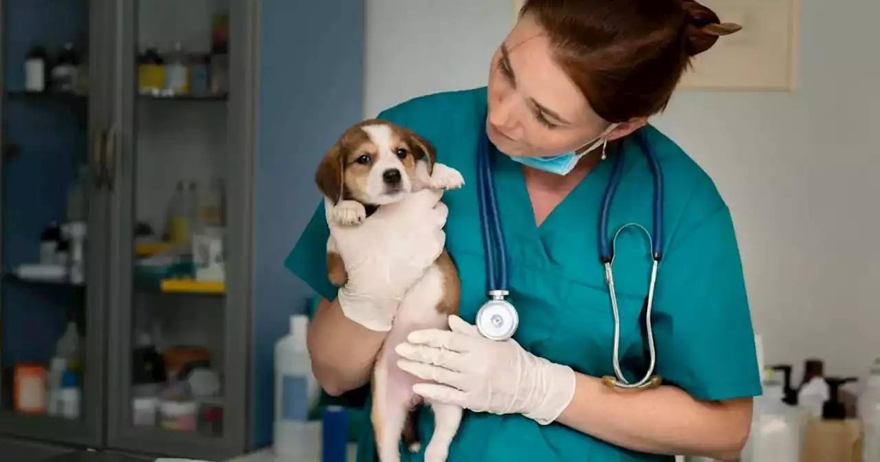 Las mascotas también pueden sufrir de ansiedad y depresión | Ciudadanos | La Voz del Interior