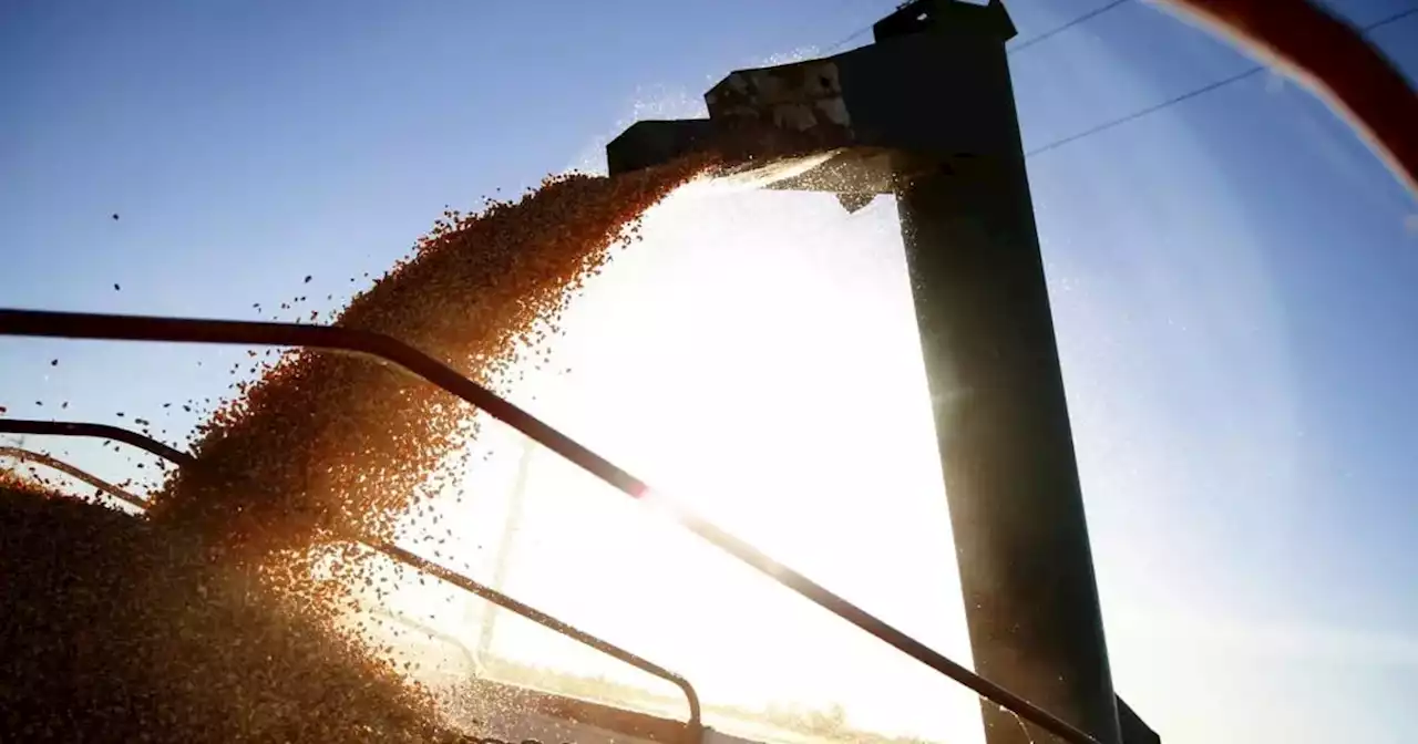 Maíz: a cuánto cotizó en Rosario y en Chicago en el cierre de la semana | Agricultura | La Voz del Interior