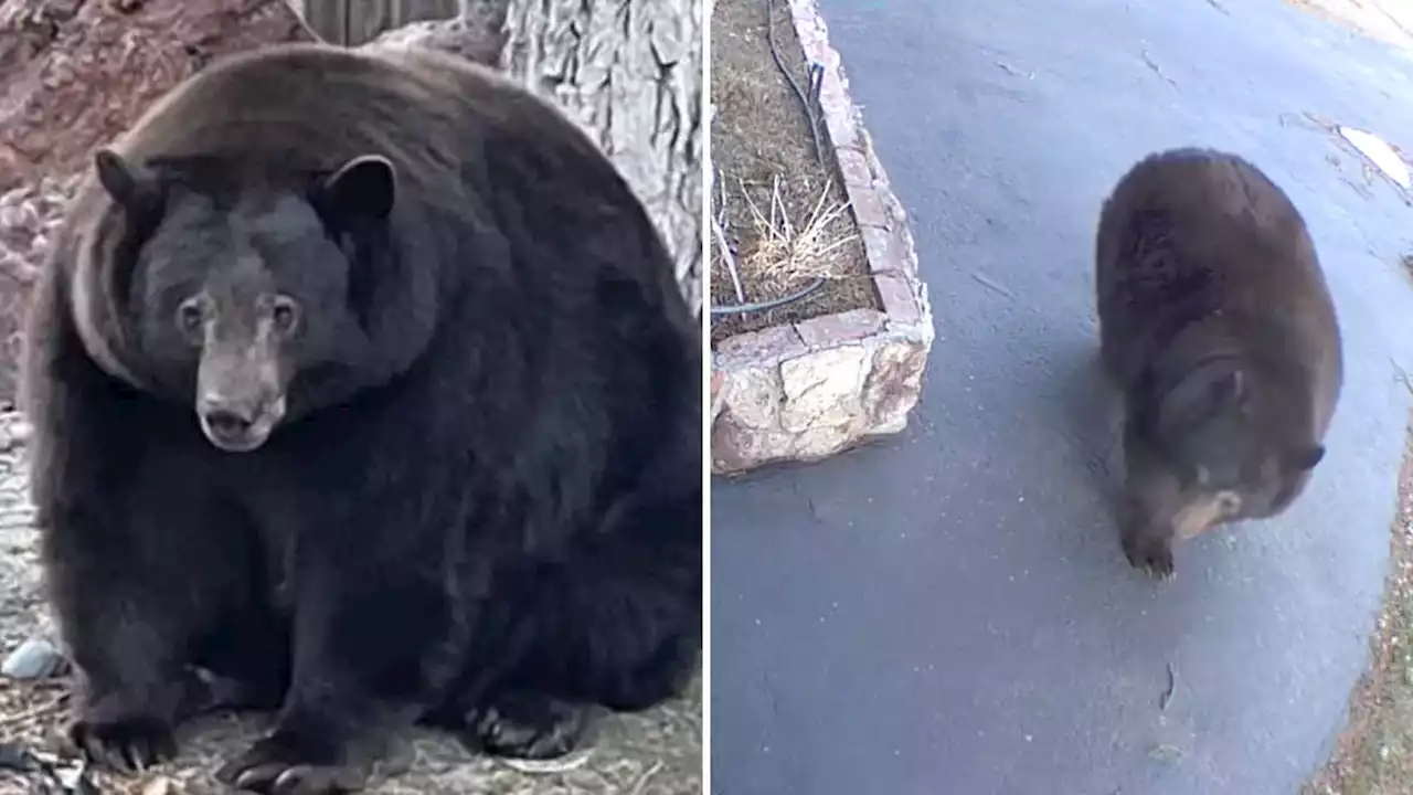 Mischievous 227kg burglar bear named ‘Hank the Tank’ with appetite for human food captured after year-long chase